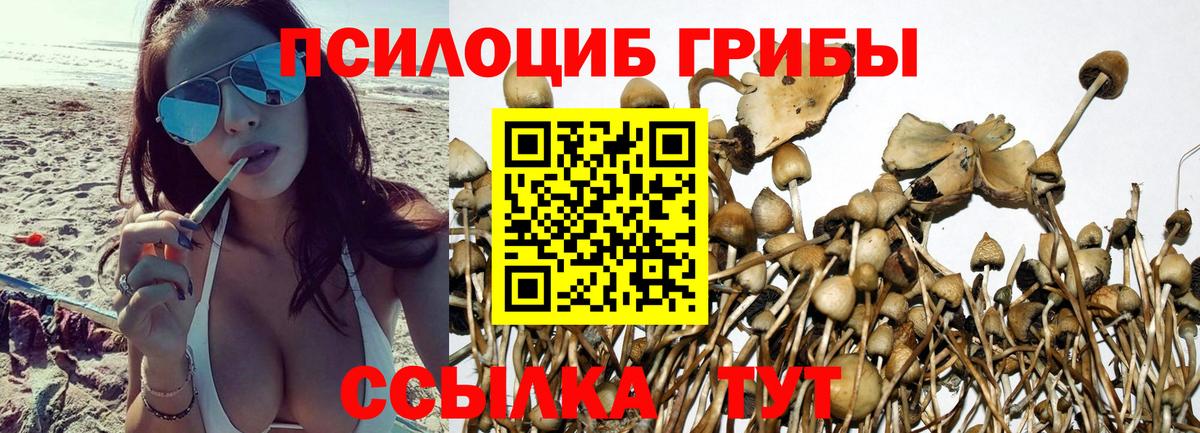 Галлюциногенные грибы Psilocybine cubensis Асбест